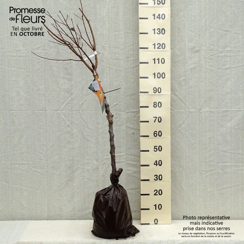 Exemplar von Aprikose Rustique Des Pyrénées bourquin - Prunus armeniaca Ballenware "Fertig-zum-Pflanzen", Gobelet-Form wie im Herbst geliefert