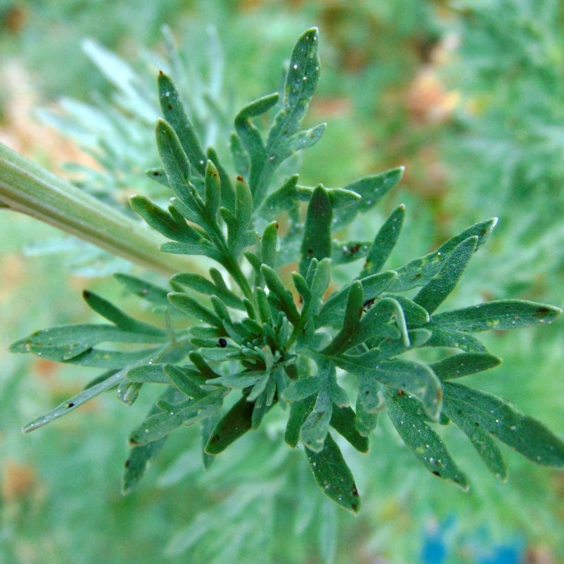 Wermut - Artemisia absinthium (Flowering)
