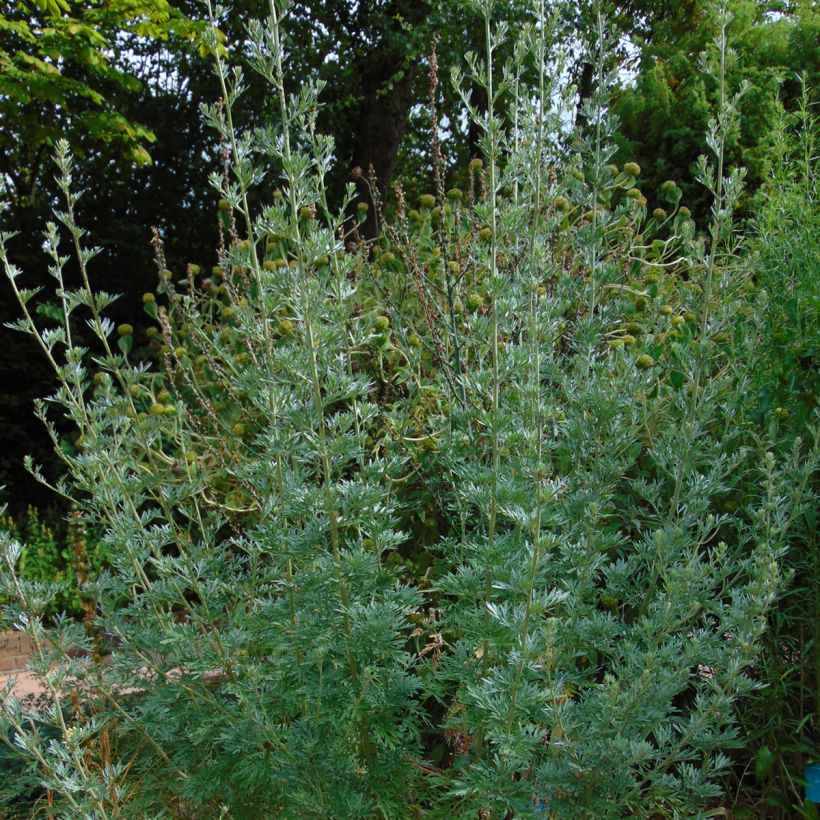 Wermut - Artemisia absinthium (Plant habit)