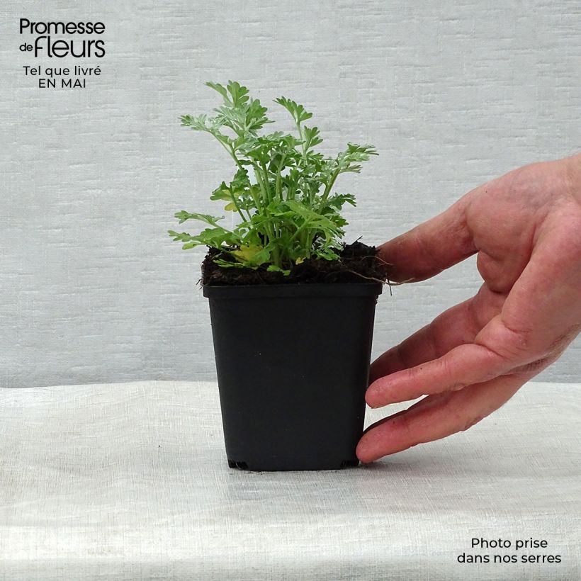 Example of Wermut - Artemisia absinthium Kleine Töpfe von 8/9 cm as you get in printemps