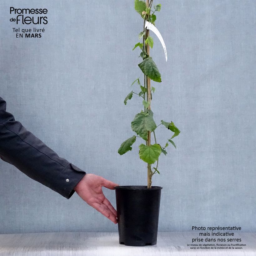 Example of Abulilon megapotamicum - Schönmalve Topf mit 3L/4L as you get in printemps