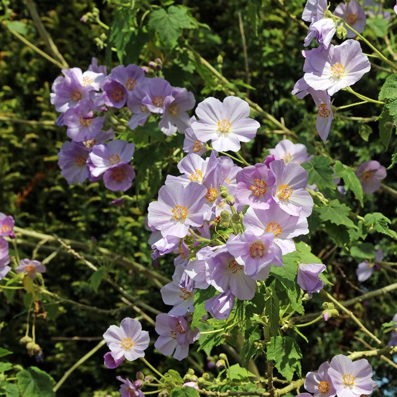 Abutilon vitifolium - Schönmalve (Blüte)