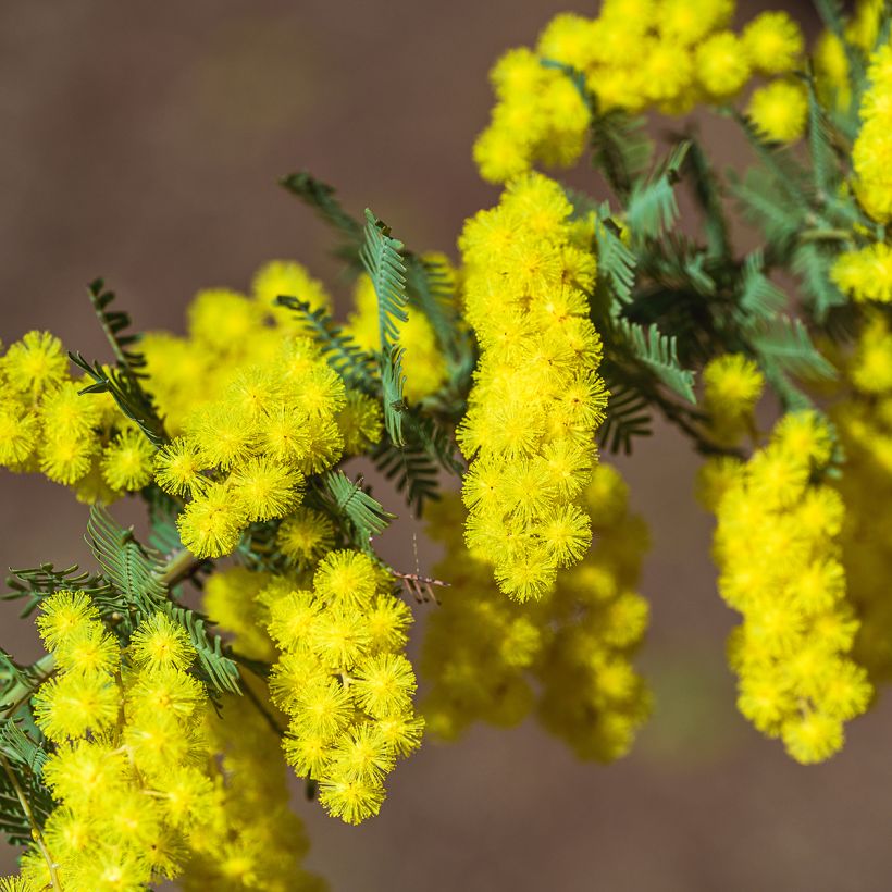 Acacia baileyana - Baileys Akazie (Flowering)