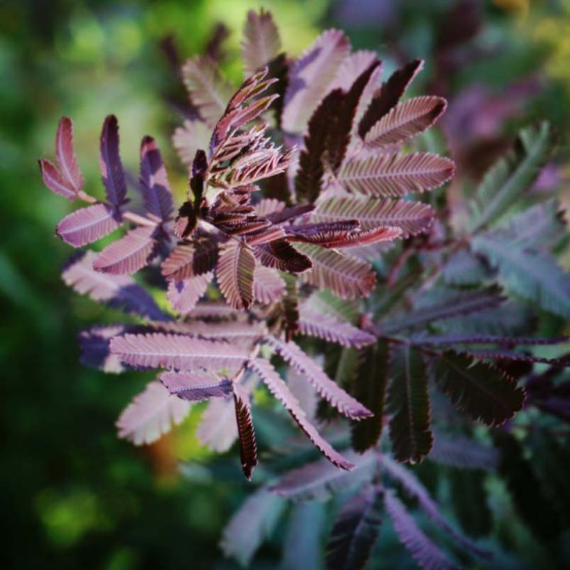 Acacia baileyana Purpurea - Cootamundra-Akazie (Foliage)