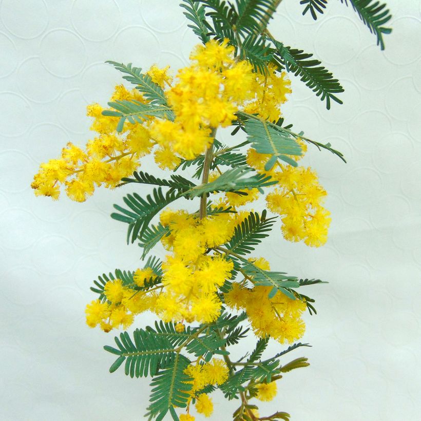 Acacia baileyana Purpurea - Cootamundra-Akazie (Flowering)
