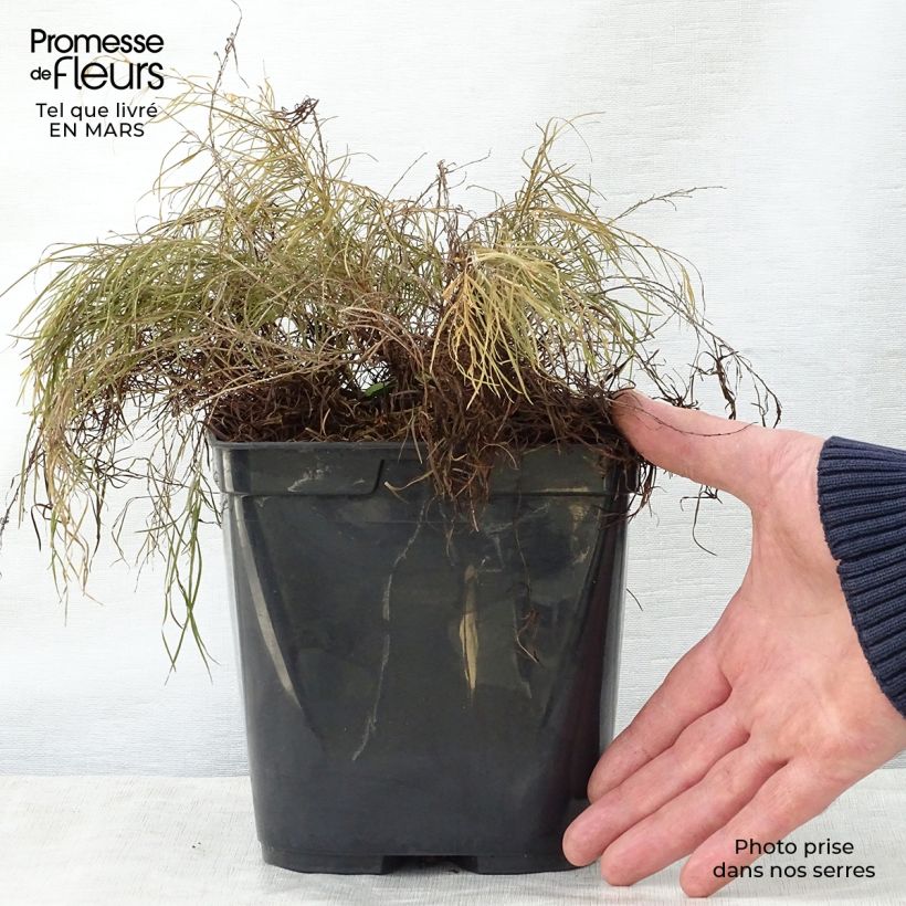 Exemplar von Acacia cognata Limelight - Akasie Topf mit 3L/4L wie im Frühjahr geliefert