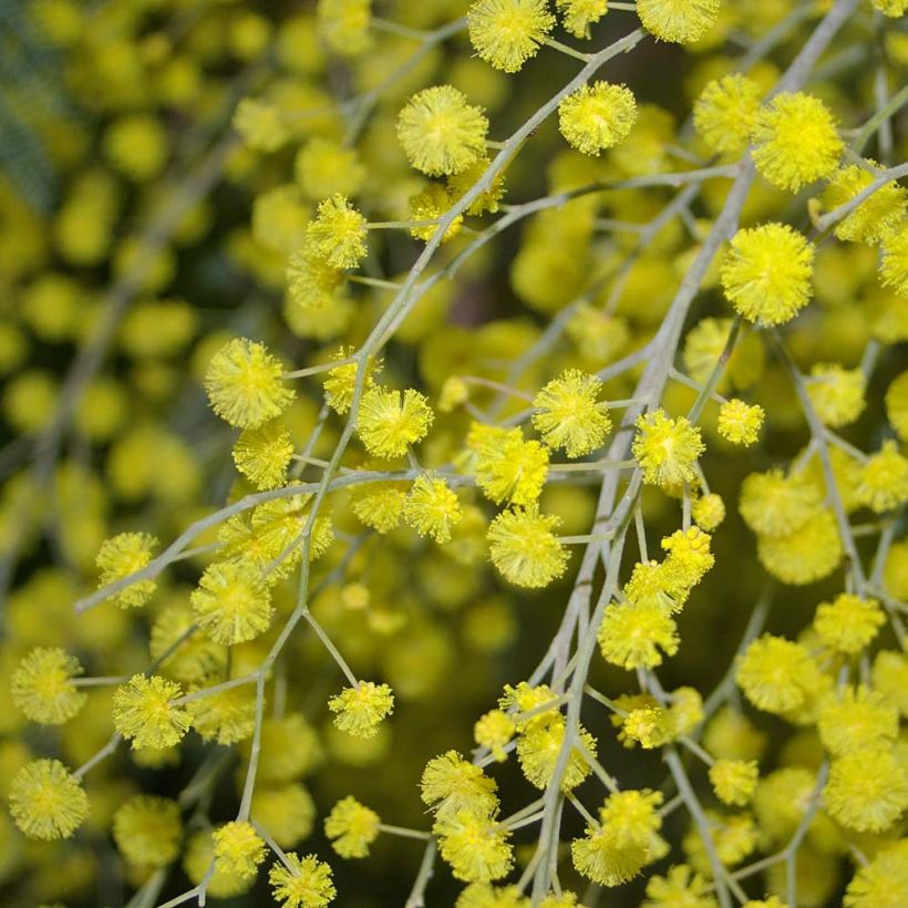 Acacia dealbata - Silber-Akazie (Flowering)