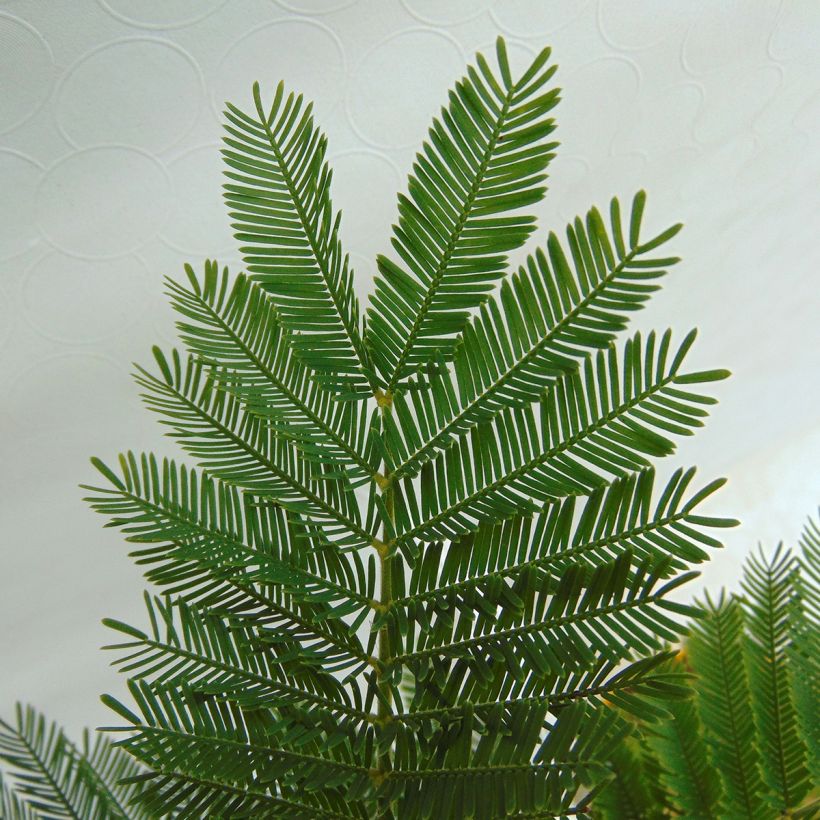 Acacia dealbata Gaulois Astier - Silber-Akazie (Foliage)