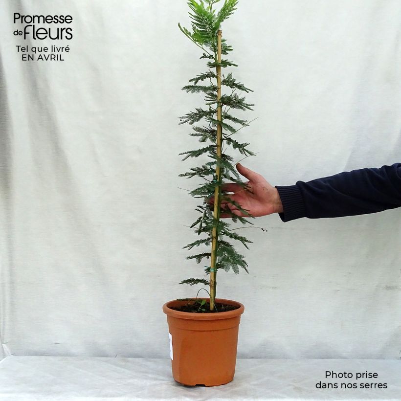 Example of Acacia dealbata Gaulois Astier - Silber-Akazie Topf mit 2L/3L as you get in printemps