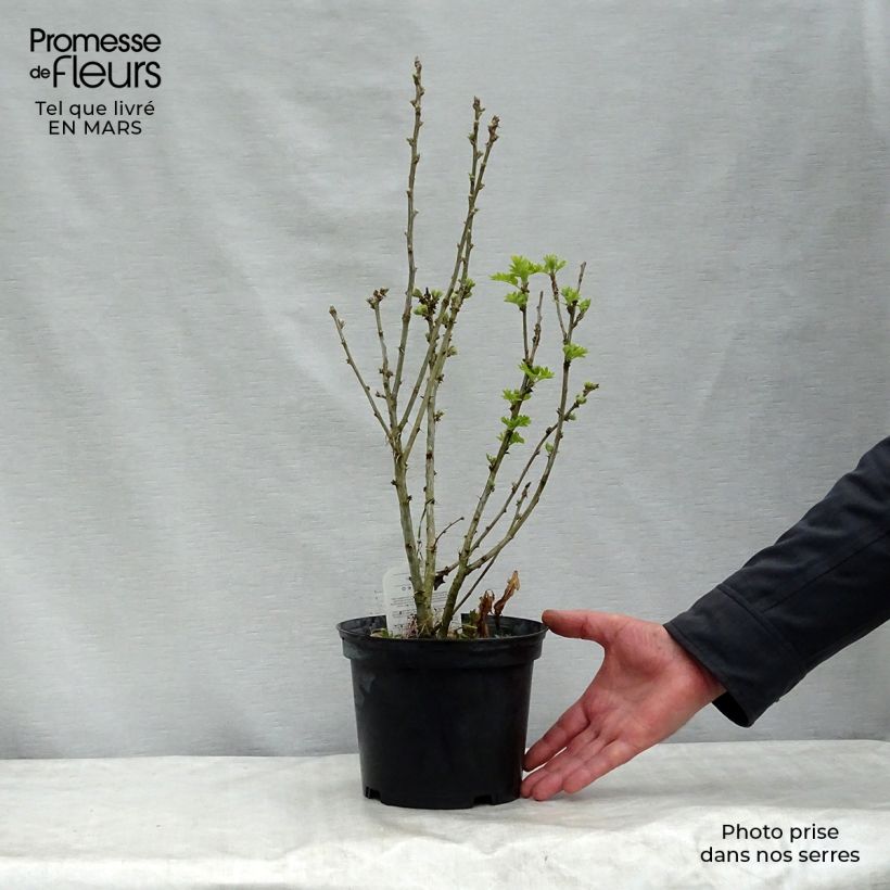 Example of Caragana arborescens - Erbsenstrauch Topf mit 2L/3L as you get in printemps