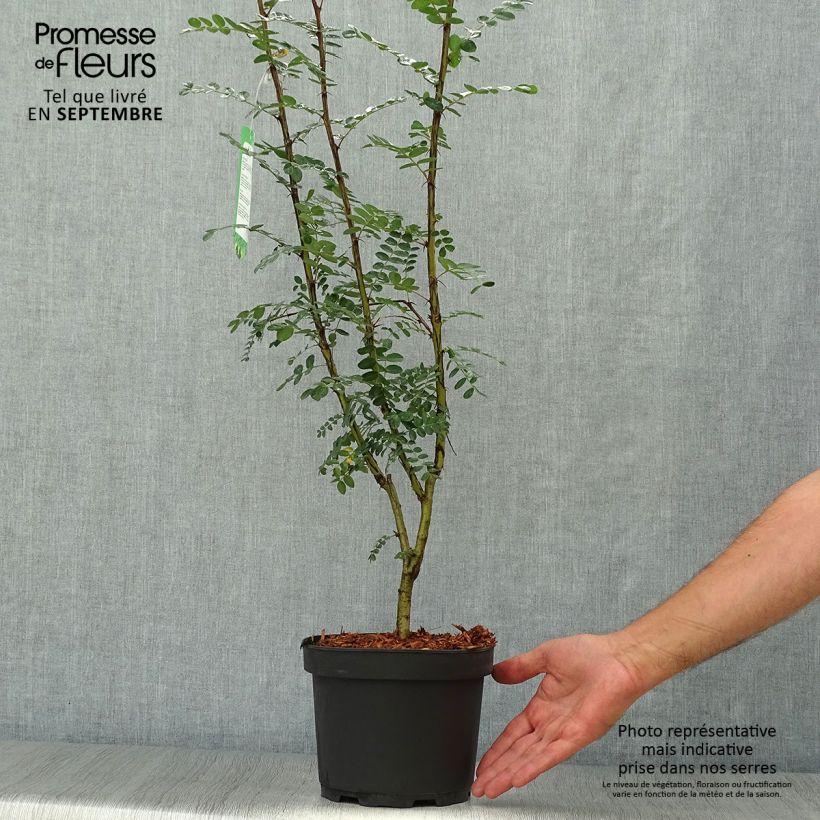 Exemplar von Caragana arborescens - Erbsenstrauch Topf mit 2L/3L wie im Herbst geliefert