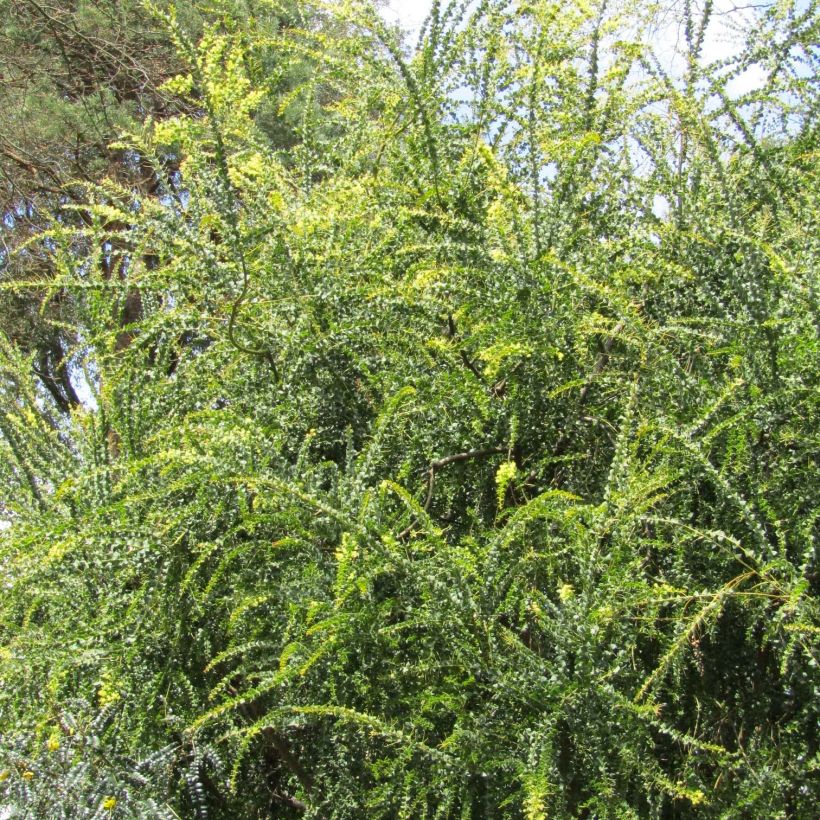 Acacia pravissima - Akazie (Wuchs)