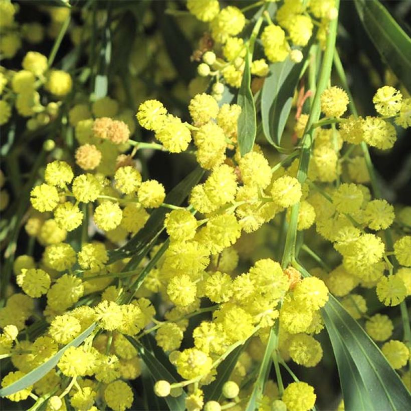Acacia retinodes Lisette - Akazie (Flowering)