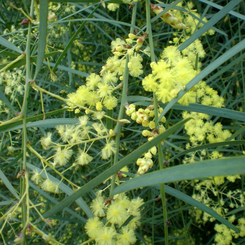 Acacia iteaphylla - Akazie (Flowering)