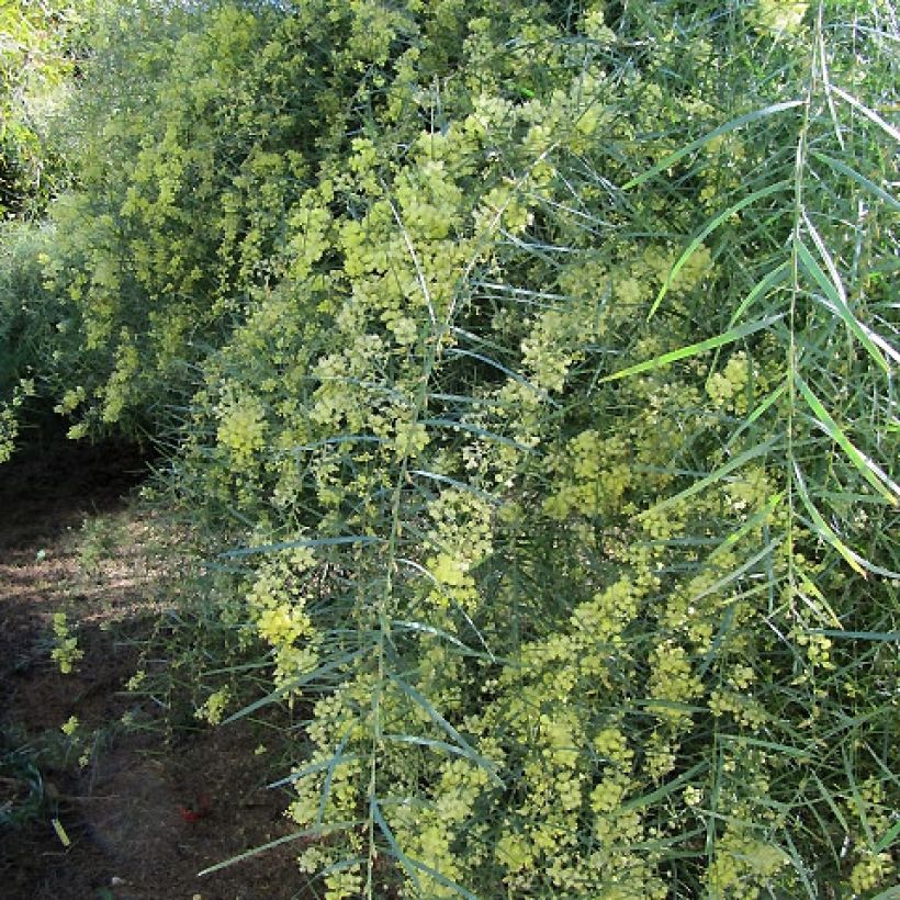 Acacia iteaphylla - Akazie (Plant habit)
