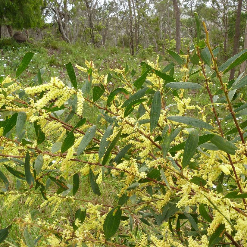 Acacia longifolia - Langblättrige Akazie (Foliage)