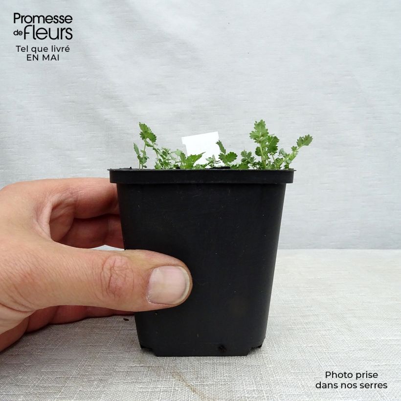 Example of Acaena buchananii - Blaugrünes Stachelnüsschen Kleine Töpfe von 8/9 cm as you get in printemps