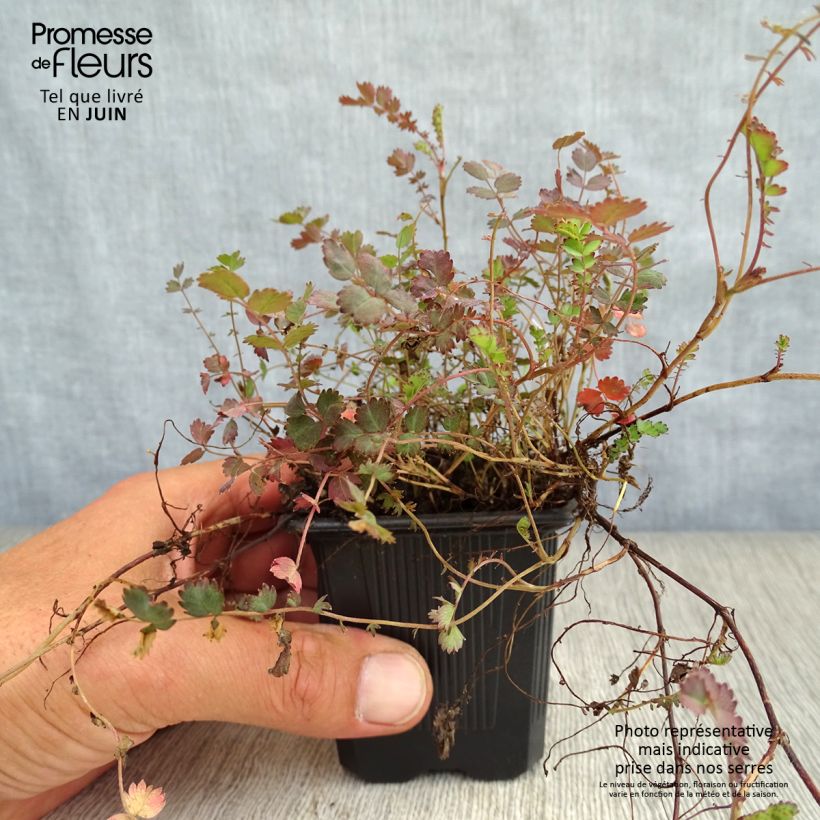 Exemplar von Acaena inermis Purpurea - Stachelnüßchen Kleine Töpfe von 8/9 cm wie im Sommer geliefert