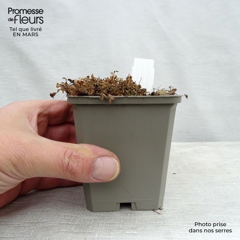 Exemplar von Acaena microphylla Kupferteppich - Stachelnüßchen Kleine Töpfe von 8/9 cm wie im Frühjahr geliefert