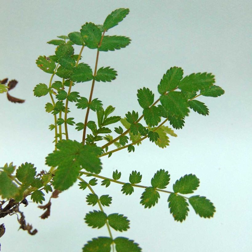 Acaena microphylla - Stachelnüßchen (Foliage)