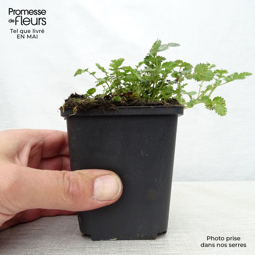 Example of Acaena microphylla - Stachelnüßchen Kleine Töpfe von 8/9 cm as you get in printemps