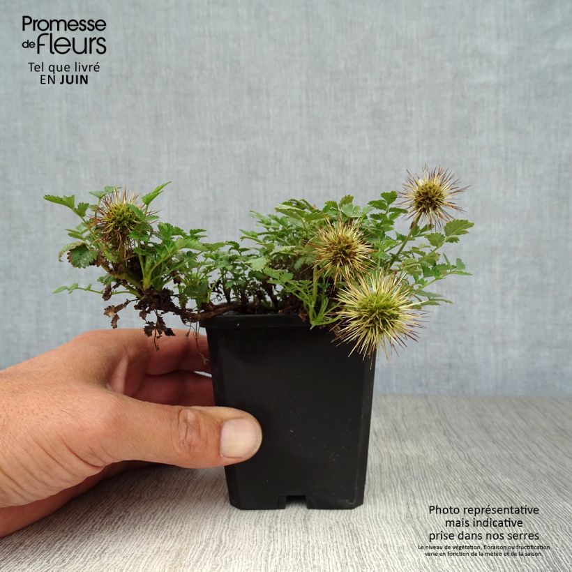 Exemplar von Acaena microphylla - Stachelnüßchen Kleine Töpfe von 8/9 cm wie im Sommer geliefert