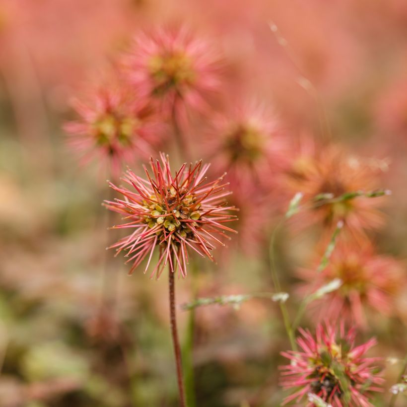 Acaena microphylla - Stachelnüßchen (Flowering)