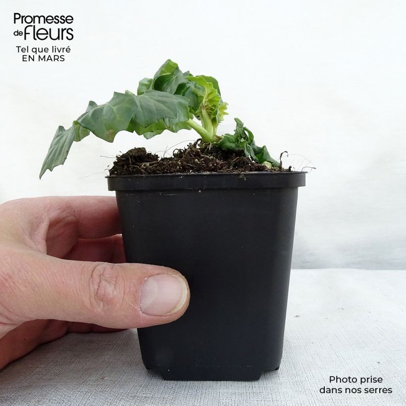 Example of Acanthus Morning Candle - Akanthus Kleine Töpfe von 8/9 cm as you get in printemps