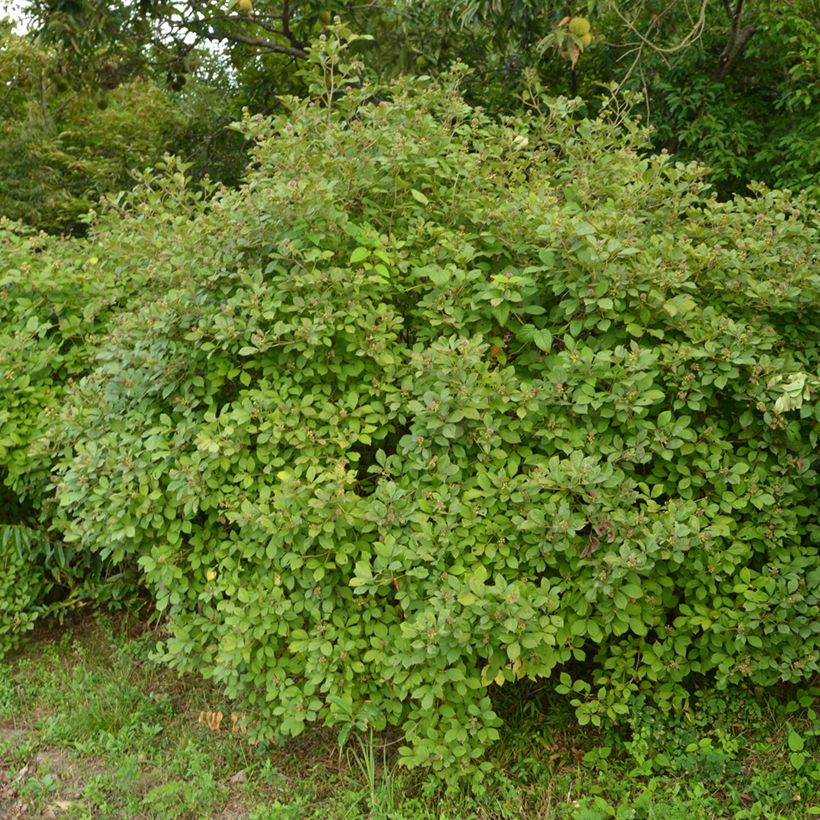 Acanthopanax henryi (Wuchs)