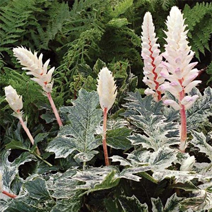 Acanthus mollis Whitewater - Weicher Akanthus (Flowering)