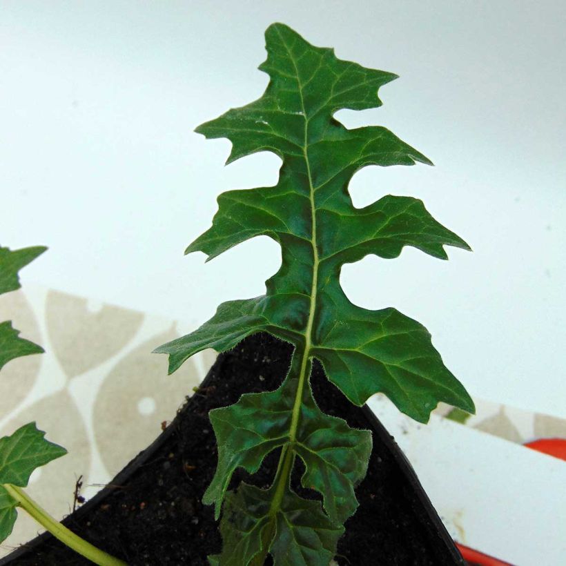 Acanthus hungaricus - Balkan-Bärentatze (Foliage)