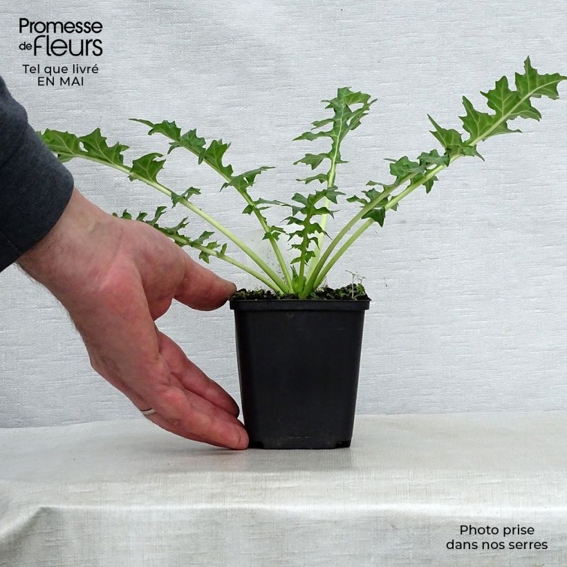 Example of Acanthus hungaricus - Balkan-Bärentatze Kleine Töpfe von 8/9 cm as you get in printemps