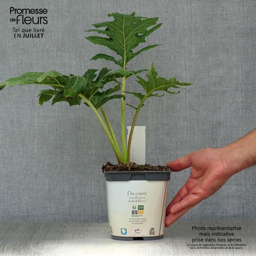 Exemplar von Acanthus mollis - Weicher Akanthus Topf mit 2L/3L wie im Sommer geliefert