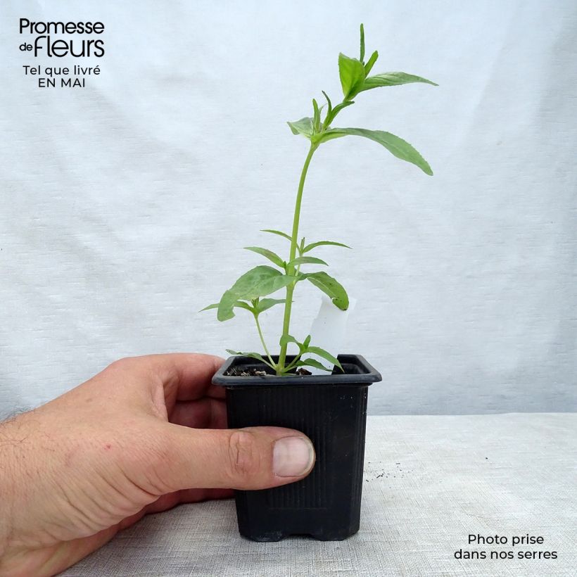 Exemplar von Acanthus mollis - Weicher Akanthus Kleine Töpfe von 7/8 cm wie im Frühjahr geliefert