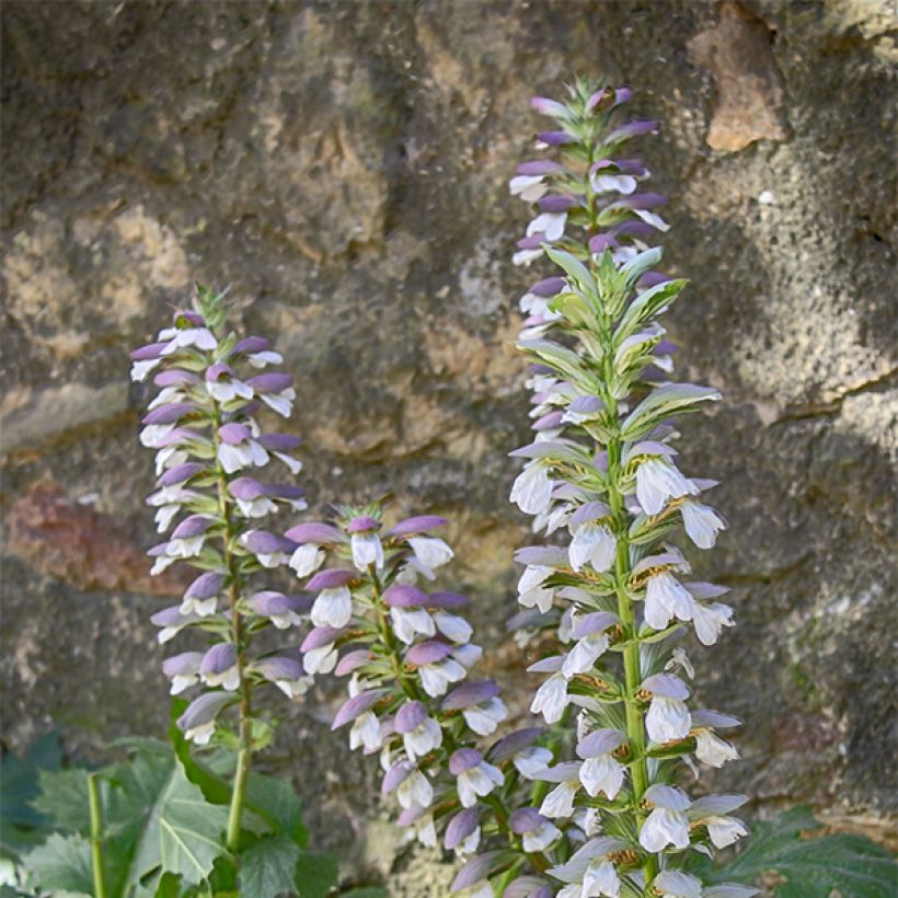 Acanthus mollis Hollards Gold - Weicher Akanthus (Flowering)