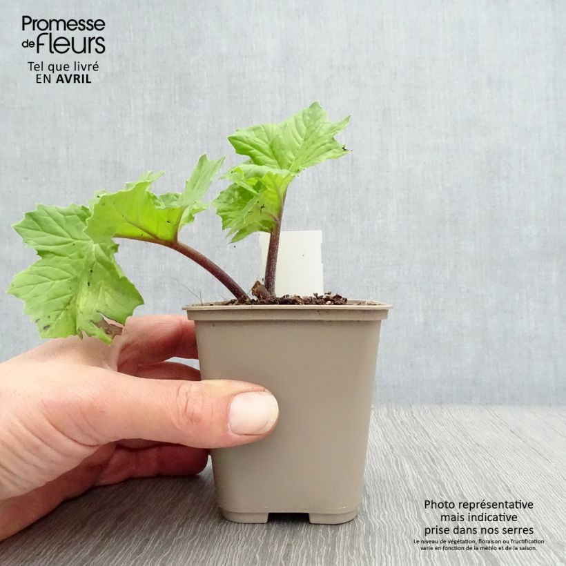 Example of Acanthus mollis Hollards Gold - Weicher Akanthus Kleine Töpfe von 8/9 cm as you get in printemps