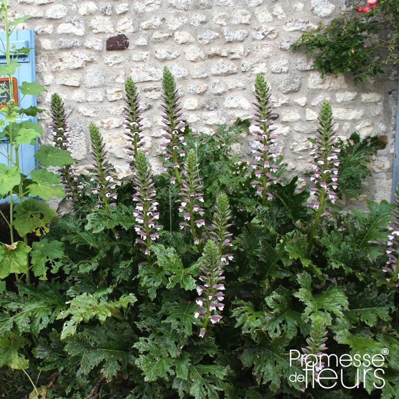 Acanthus mollis Latifolius - Weicher Akanthus (Wuchs)