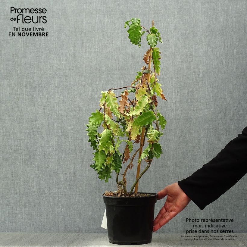 Exemplar von Acanthus sennii Topf mit 4L/5L wie im Herbst geliefert
