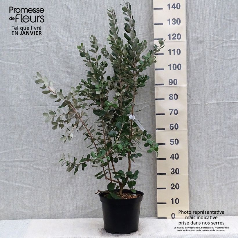 Example of Brasilianische Guave Coolidge - Feijoa sellowiana Topf mit 4L/5L as you get in hiver