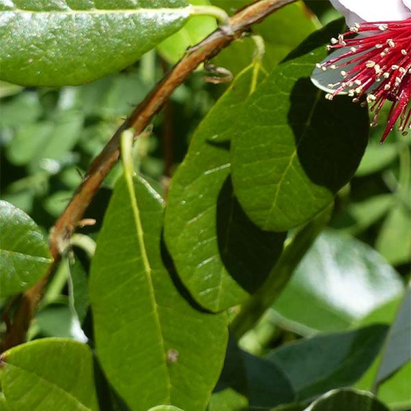 Brasilianische Guave Coolidge - Feijoa sellowiana (Foliage)