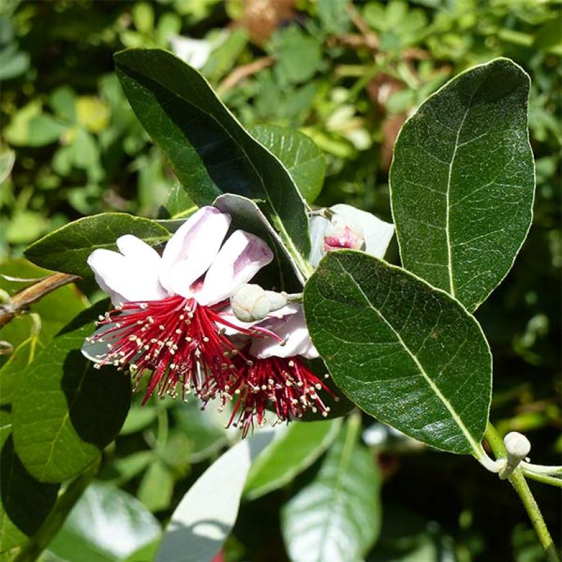 Brasilianische Guave Coolidge - Feijoa sellowiana (Flowering)