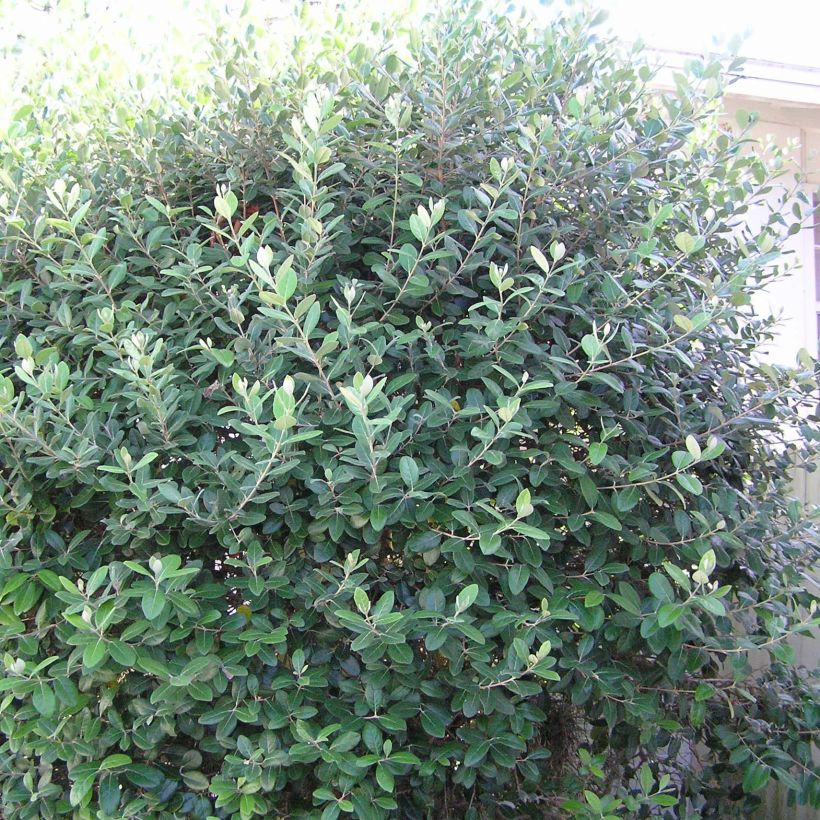 Brasilianische Guave Gemini - Acca sellowiana (Wuchs)