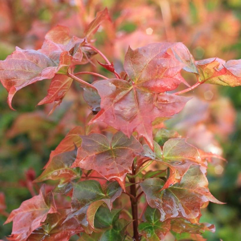 Acer Ample Surprise - Ahorn (Foliage)