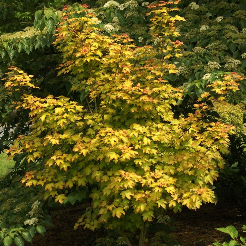 Acer Orientalia - Ahorn (Wuchs)