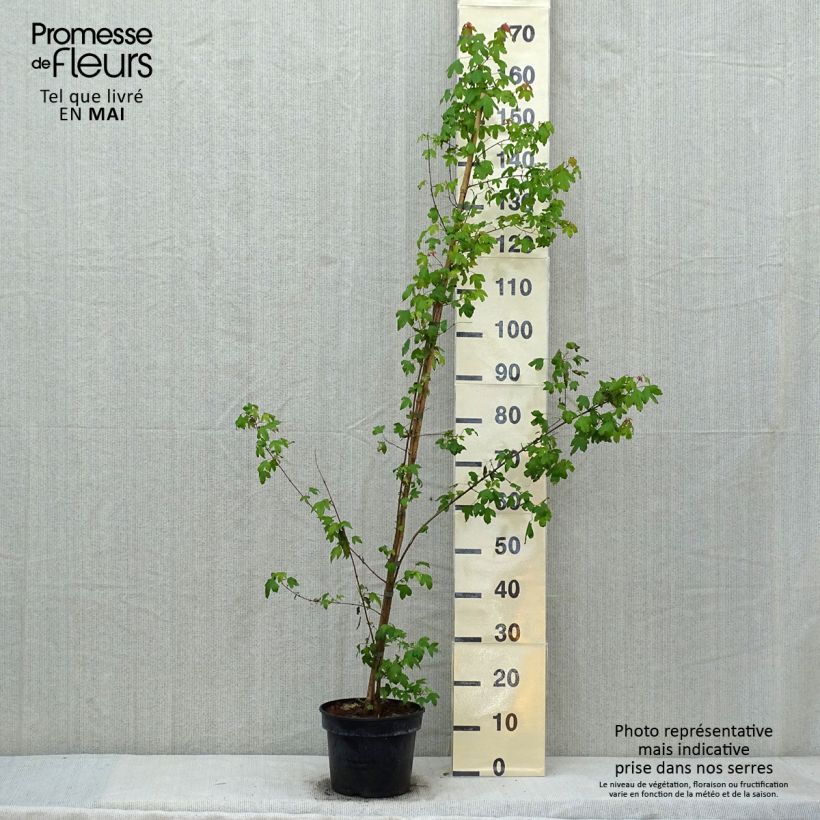 Example of Dreispitz-Ahorn - Acer buergerianum Topf mit 4L/5L as you get in printemps