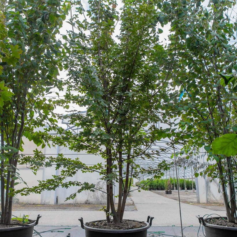 Exemplar von Feld-Ahorn - Acer campestre Topf mit 70L/75L, Mehrstämmiger Baum wie im Frühjahr geliefert