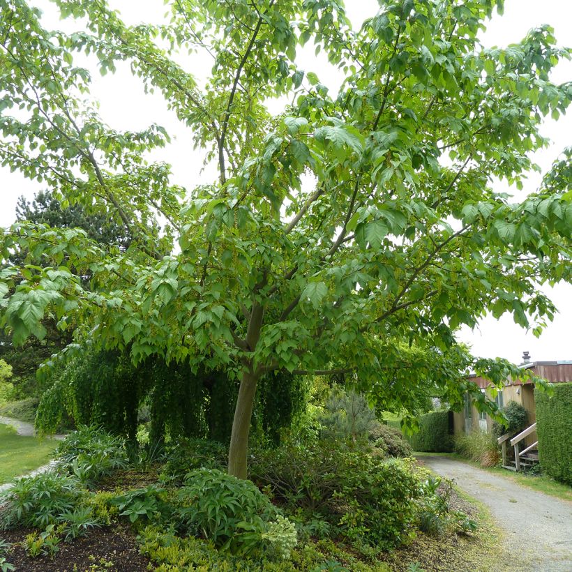 Strauchahorn Silver Vein - Acer conspicuum (Wuchs)