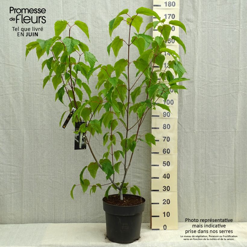 Exemplar von Strauchahorn Silver Vein - Acer conspicuum Topf mit 12L/15L wie im Frühjahr geliefert