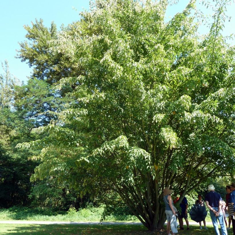 Schlangenhautahorn - Acer davidii (Wuchs)
