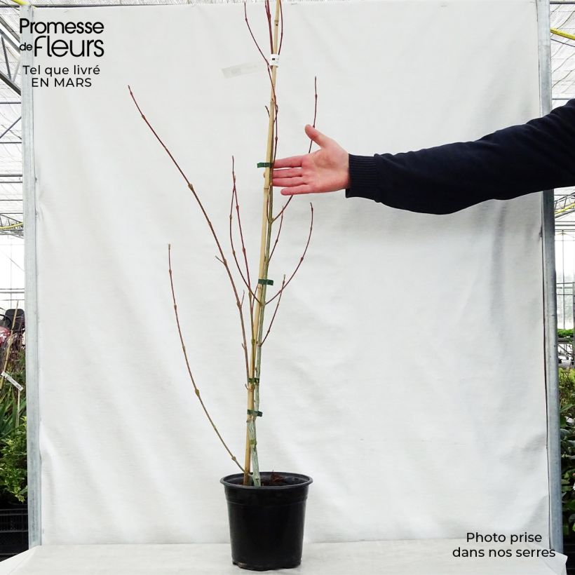 Example of Schlangenhautahorn Viper - Acer davidii Topf mit 4L/5L as you get in printemps